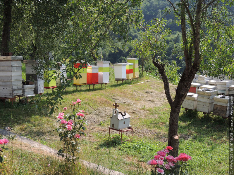 Монашеское подсобное хозяйство включает в себя пасеку с пчелами