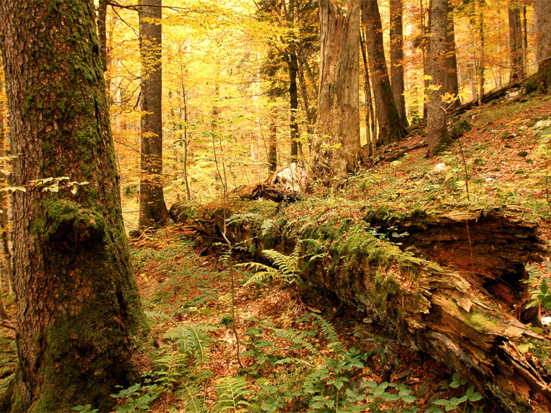 Древнейший лесной массив национального парка Биоградская гора - это настоящее сокровище всей Европы